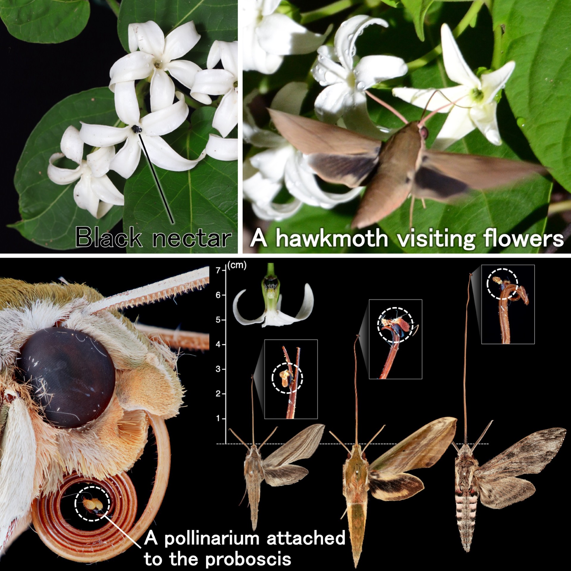 Secret night operations between moths and colored-nectar flowers